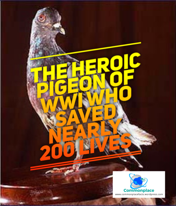 Cher Ami the Heroic Pigeon of WWI Who Saved nearly 200 lives